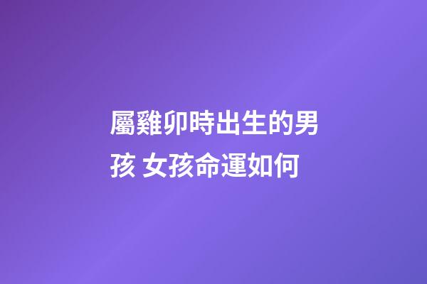 屬雞卯時出生的男孩 女孩命運如何